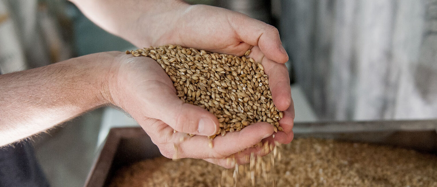 malz bier gerste brauerei Hand Brauer Mälzer 